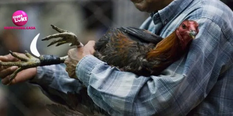 Quy tắc tổ chức các trận chọi kê cựa dao trên đấu trường