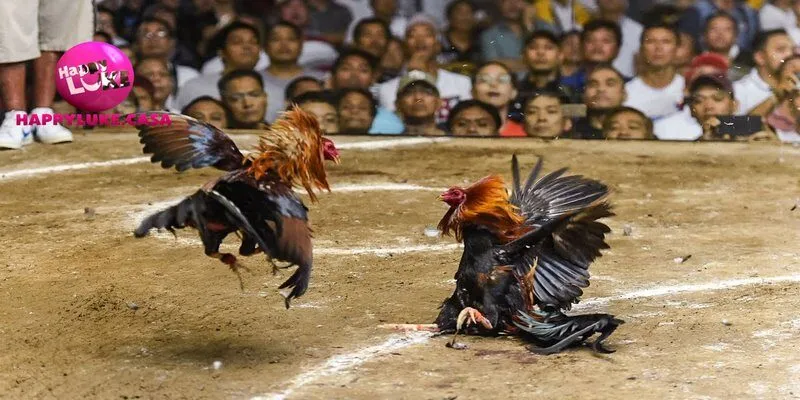 Hình thức chọi gà cựa sắt hấp dẫn