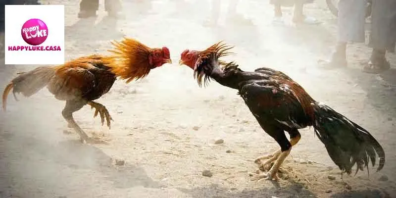 Kinh nghiệm chơi đá gà thomo hiệu quả